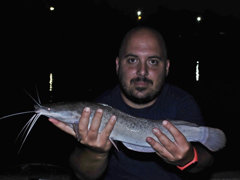 Pesca di notte al pesce gatto in laghetto